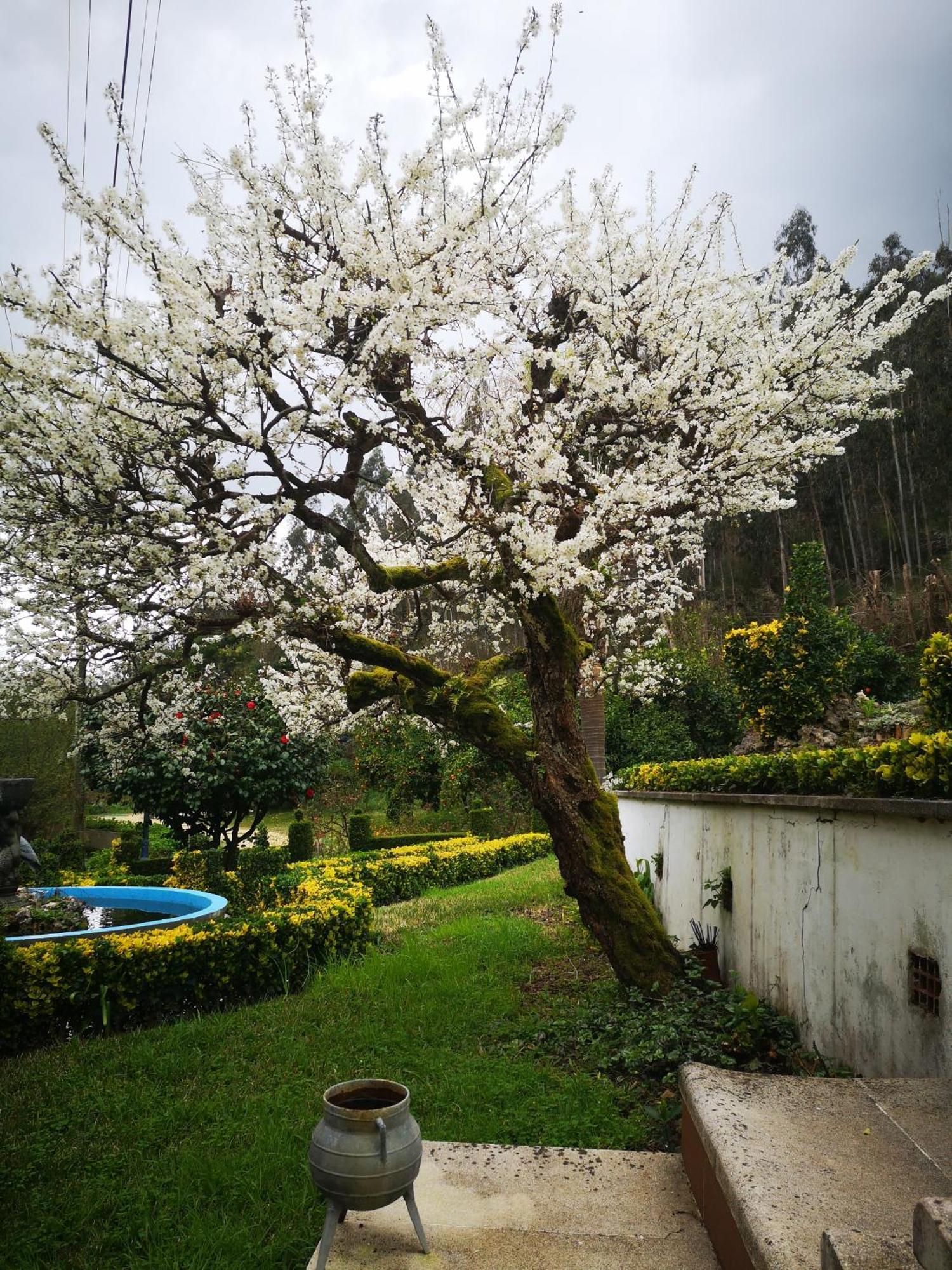Quinta Das Aguias أفيرو المظهر الخارجي الصورة