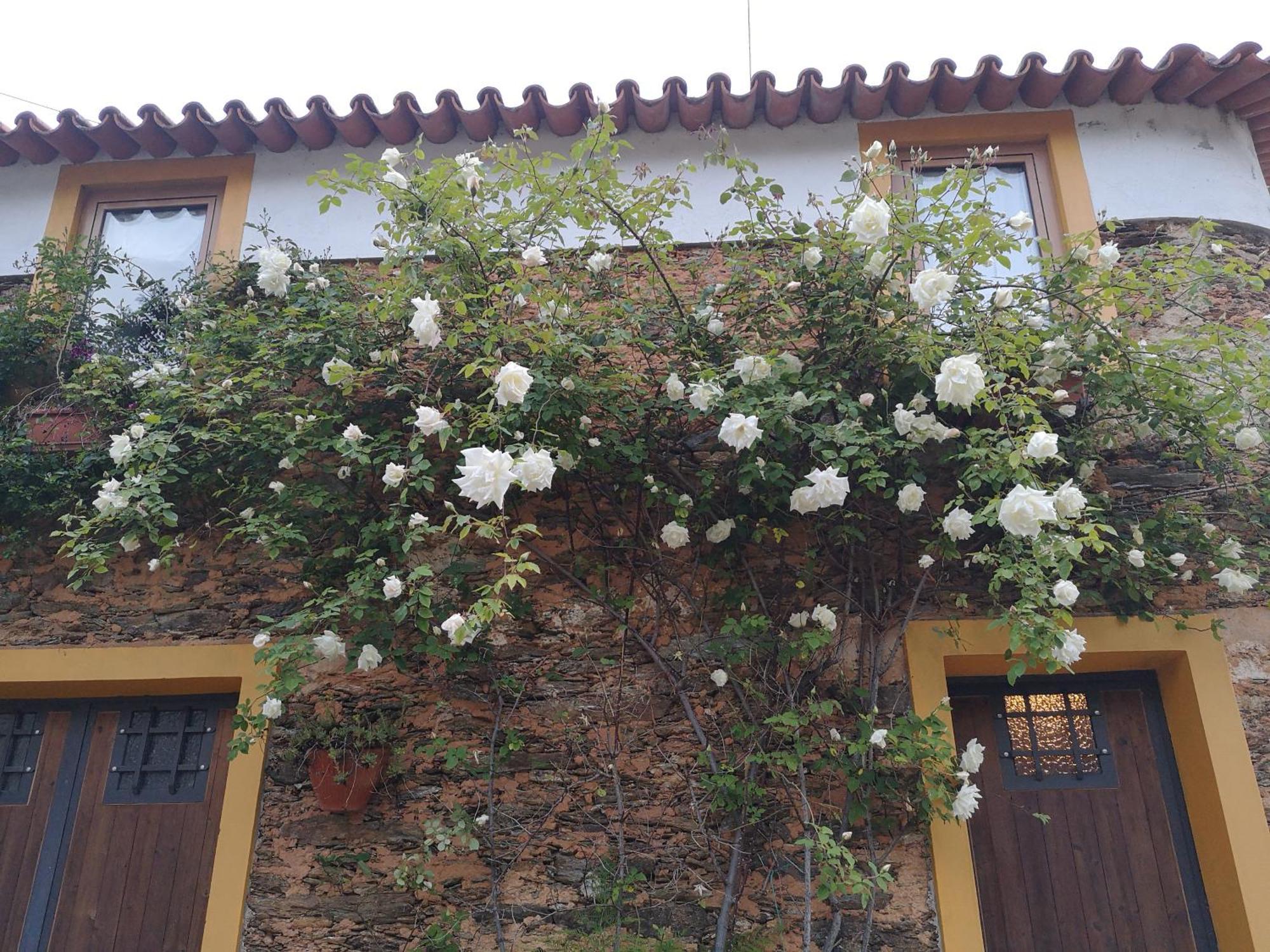 Quinta Das Aguias أفيرو المظهر الخارجي الصورة