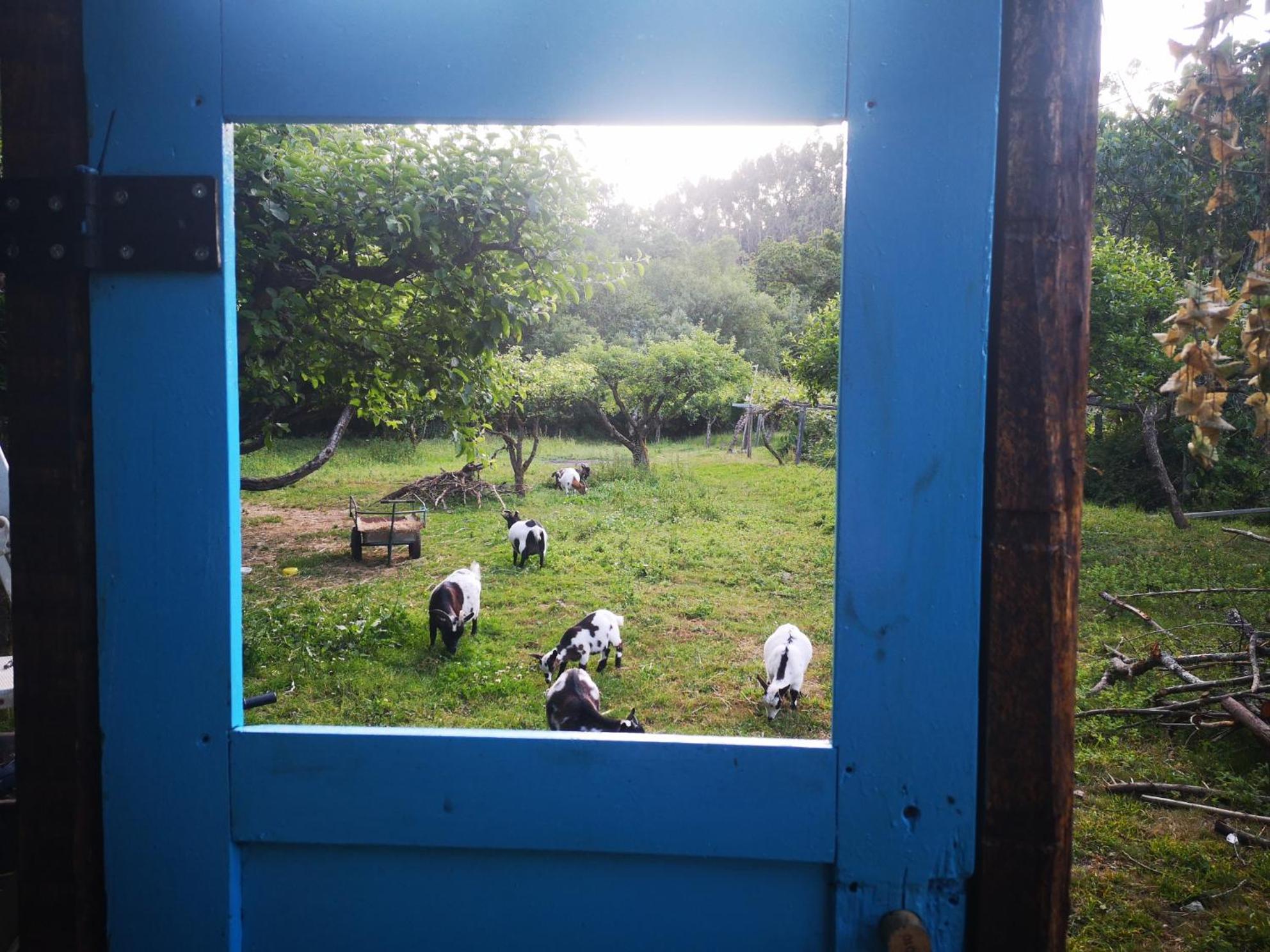 Quinta Das Aguias أفيرو المظهر الخارجي الصورة